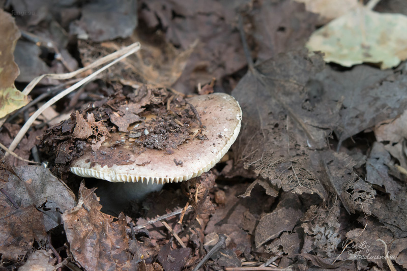 russula_23.jpg