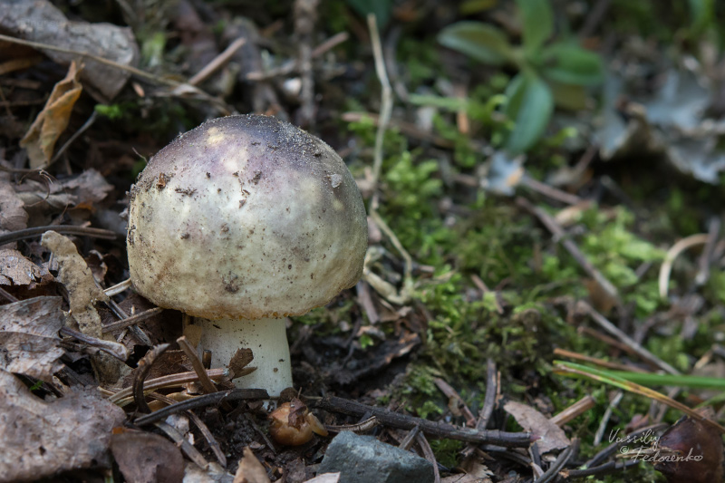 russula_24.jpg