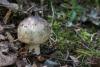 russula_24_t1.jpg