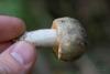 russula_26_t1.jpg