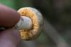 russula_27_t1.jpg