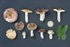 russula_28_t1.jpg