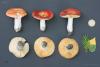 russula_29_t1.jpg