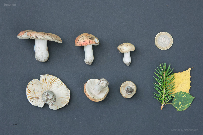 russula_30.jpg