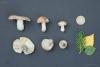 russula_30_t1.jpg