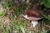 russula_firmula_01_t1.jpg