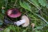 russula_nauseosa_01_t1.jpg