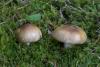 russula_olivina_01_t1.jpg