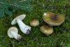 russula_olivina_02_t1.jpg