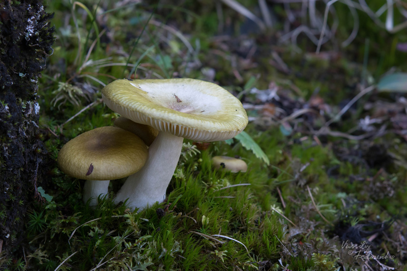 russula_olivina_03.jpg