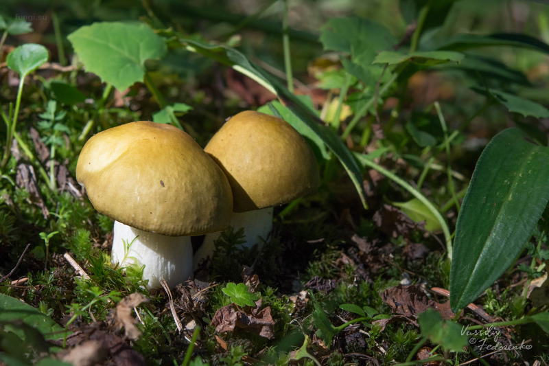 russula_olivina_04.jpg