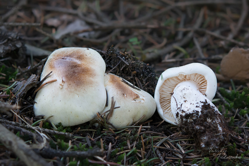 tricholoma_01.jpg