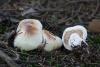 tricholoma_01_t1.jpg