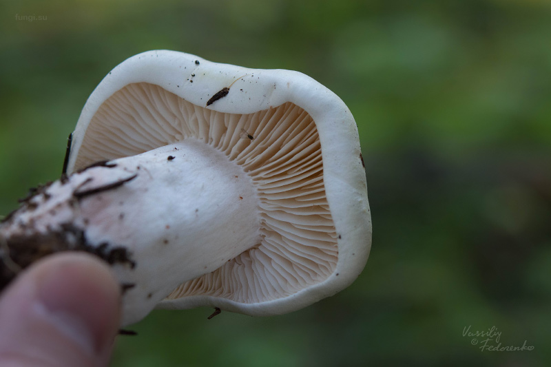 tricholoma_02.jpg