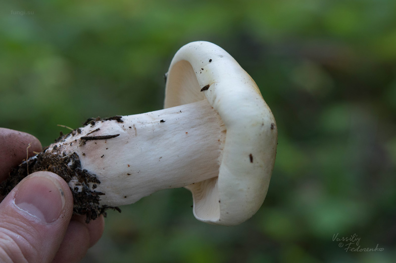 tricholoma_03.jpg