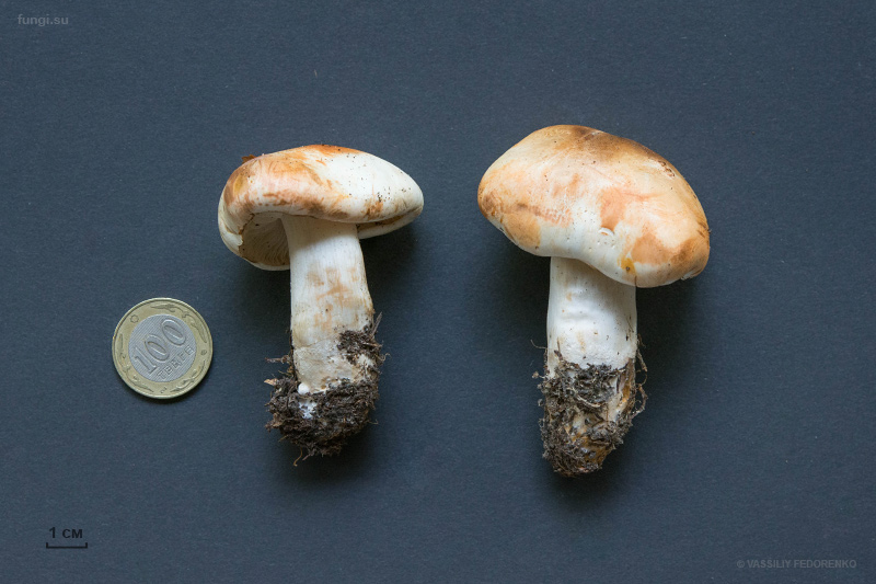 tricholoma_04.jpg