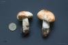 tricholoma_04_t1.jpg