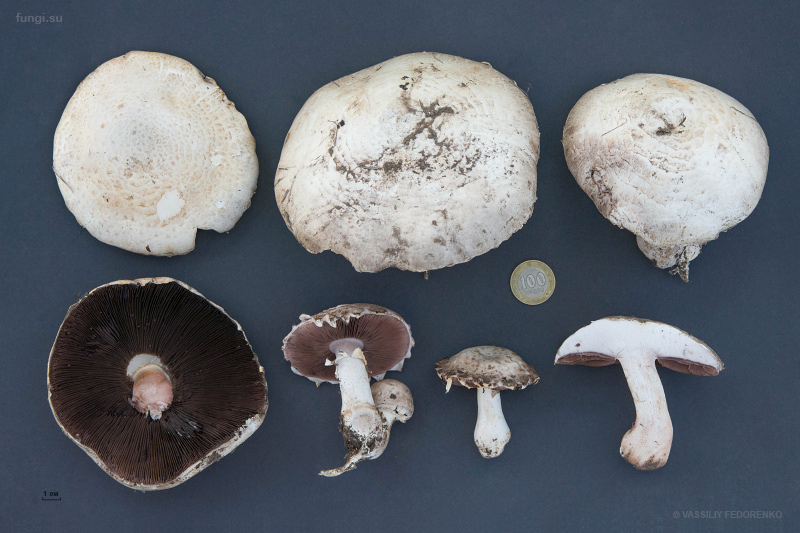 agaricus-campestris_01.jpg