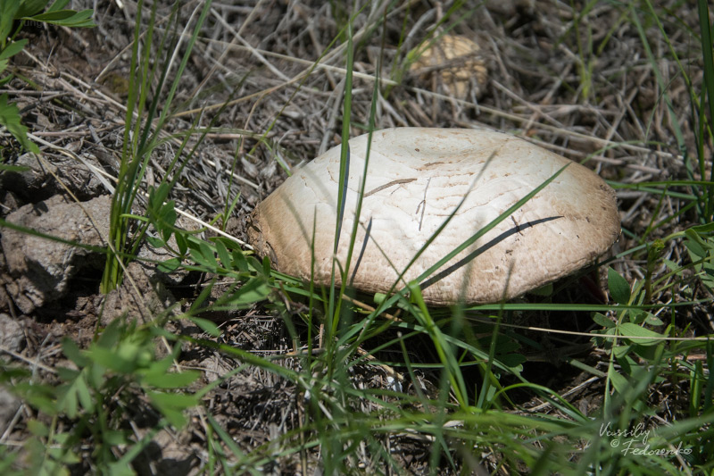 agaricus-campestris_02.jpg