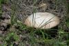 agaricus-campestris_02_t1.jpg