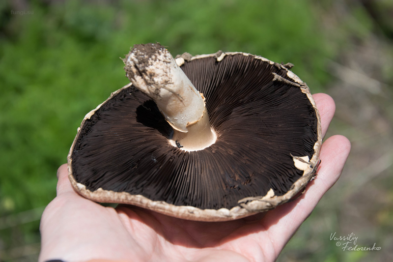 agaricus-campestris_03.jpg