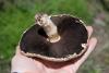 agaricus-campestris_03_t1.jpg