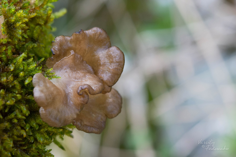 arrhenia-lobata_04.jpg