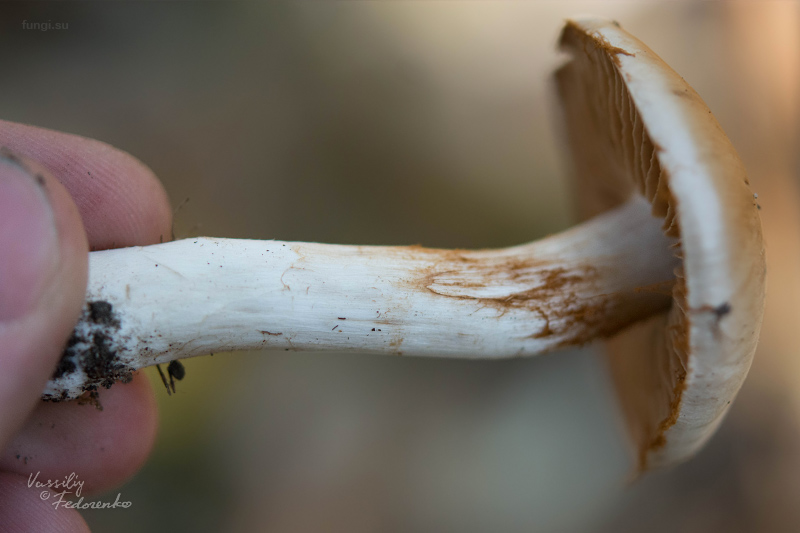 cortinarius_03.jpg