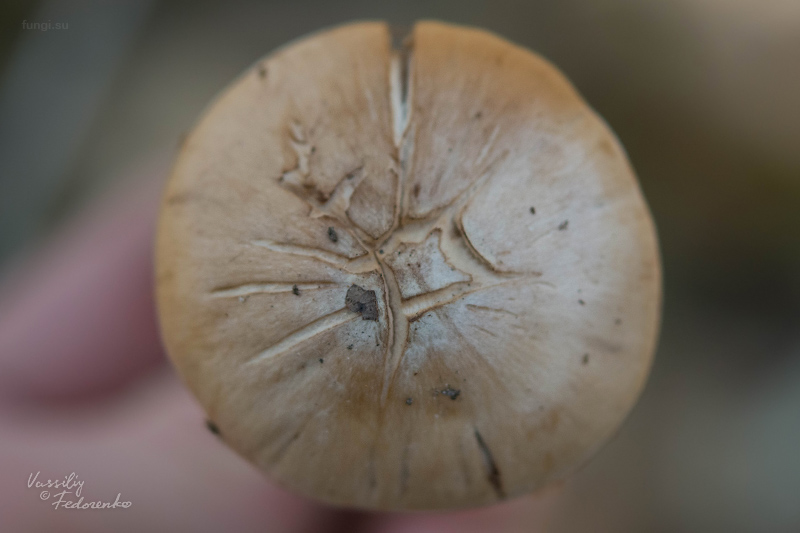 cortinarius_04.jpg