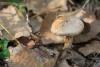 cortinarius_05_t1.jpg