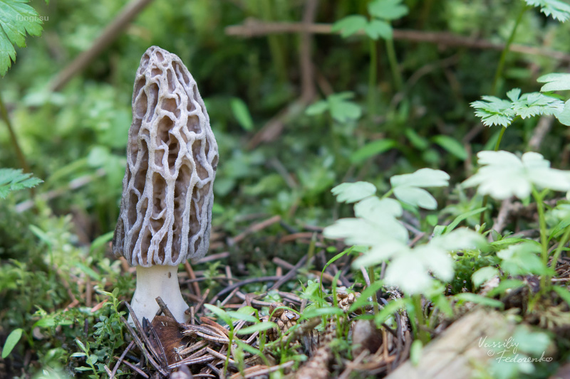 morchella-deliciosa_01.jpg