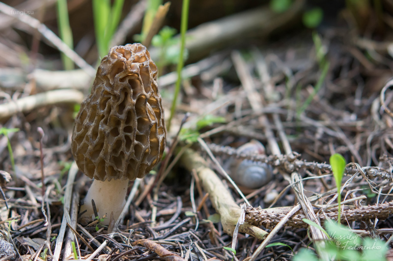 morchella-deliciosa_02.jpg