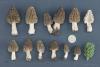 morchella-deliciosa_05_t1.jpg