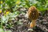 morchella-vulgaris_01_t1.jpg