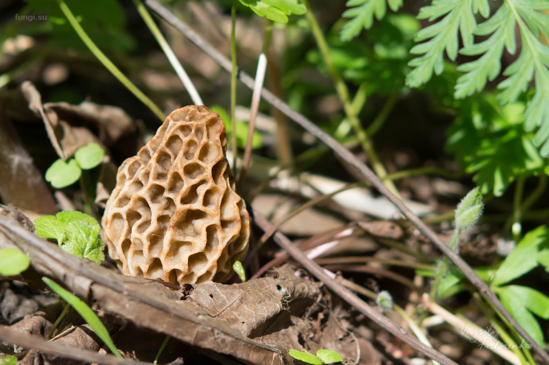 morchella-vulgaris_02.jpg