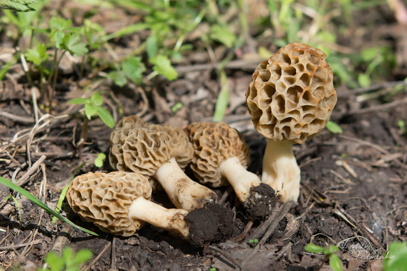 morchella-vulgaris_03.jpg