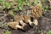 morchella-vulgaris_03_t1.jpg