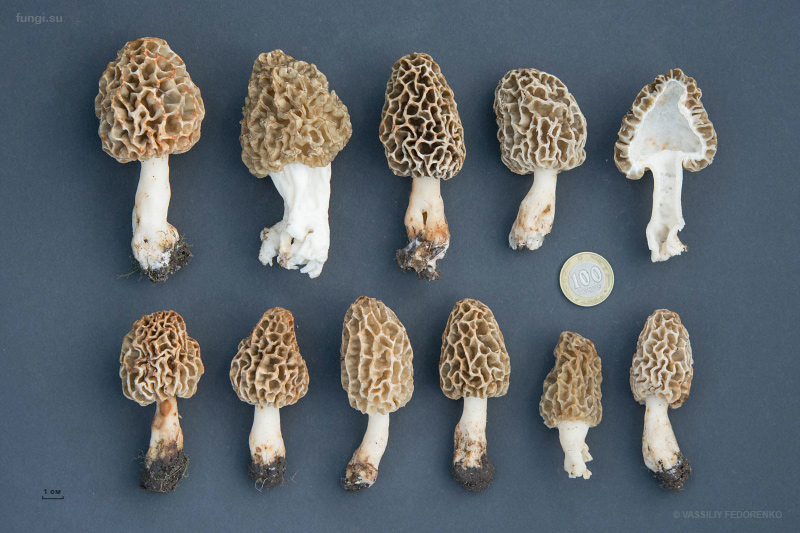 morchella-vulgaris_04.jpg