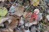 russula-rubra_01_t1.jpg