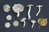 tricholoma_01_t1.jpg