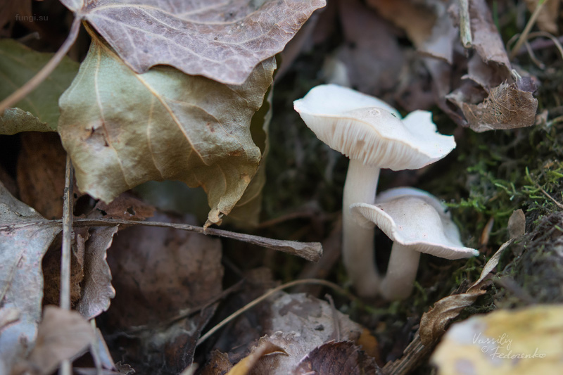 tricholoma_02.jpg