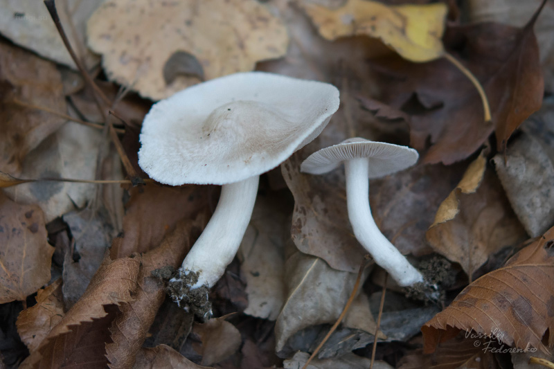 tricholoma_03.jpg