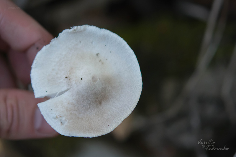 tricholoma_04.jpg