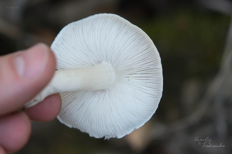 tricholoma_05.jpg