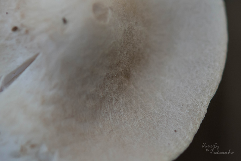 tricholoma_06.jpg