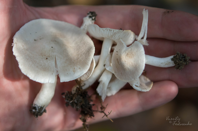 tricholoma_07.jpg