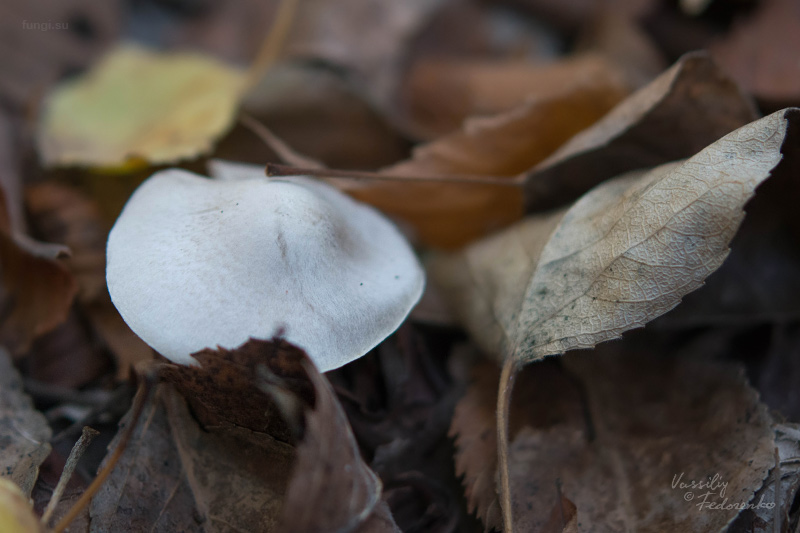 tricholoma_08.jpg