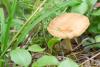 clitocybe_01_t1.jpg