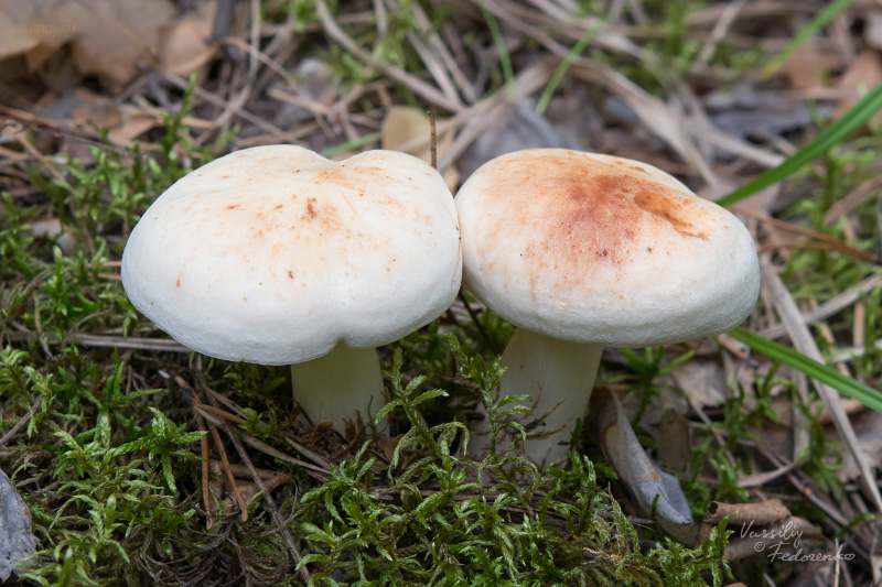collybia-maculata_01.jpg