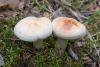 collybia-maculata_01_t1.jpg